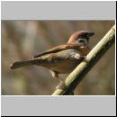 Passer montanus - Feldsperling 01.jpg